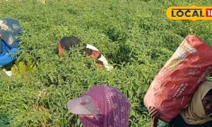 40 दिनों में तैयार होने वाली मिर्च की ये किस्म! यूपी में मचा रही धूम; किसान तोड़ रहा डेली 100 कट्टे