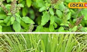 सर्दी-खांसी, पाचन और तनाव में राहत, तुलसी और जराकुश है लाजवाब, जानिए फायदे