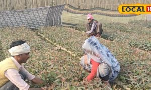 जाने खेती का मल्टी क्राफ्टिंग का तरीका, जहां एक ही खेत में फूल-सब्जी-अनाज उगाकर किसान करें डबल नहीं, ट्रिपल फायदा