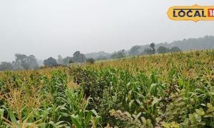 एक की लागत में दो फसलें तैयार, कमाल है गोंडा के इस किसान का खेती फॉर्मूला, जानिए मुनाफे का राज