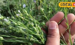 अलसी की खेती करने का जान लें सही तरीका, एक हेक्टेयर में होगा 30 कुंतल पैदावार, बाजार में है काफी डिमांड