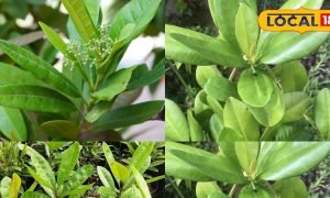 सब्जियों के एक जैसे स्वाद से हैं परेशान? ये जादुई पेड़ बदल देगा जायका