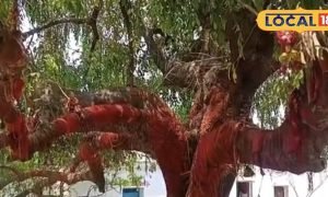 500 साल पुराने वृक्ष की पूजा से रीवा के राजा को हुई थी संतान प्राप्ति, चित्रकूट के इस वृक्ष को कहा जाता पुत्र दायनी