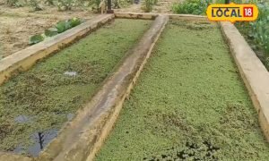 पानी वाला ये हरा चारा! झटपट बढ़ा देगा गाय-भैंसों का दूध, मुर्गी-मछली के लिए रामबाण