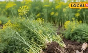 सर्द मौसम में भी मुलायम रहेंगी सोया की पत्तियां, जानें सिंचाई का सही फार्मूला