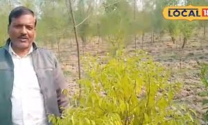 गेहूं-धान छोड़ चंदन की खुशबू, लखीमपुर खीरी के किसान की अनोखी पहल, भविष्य में करोड़ों की आमदनी की उम्मीद