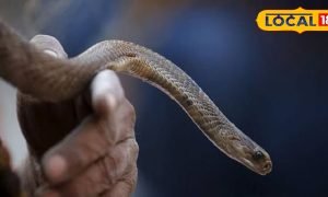 दिखने में अजगर जैसा, लेकिन जहर से भरपूर! रसेल वाइपर और भारतीय अजगर में फर्क