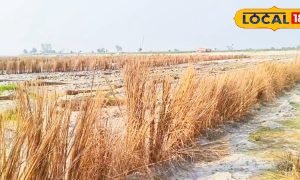 गंगा के फूस-रेती पर तरबूज की खेती कर किसान बदल रहे किस्मत, जाने खेती का तरीका