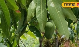 सेहत के लिए चमत्कारी औषधि है ये पत्ता, BP-डायबिटीज को करता है कंट्रोल