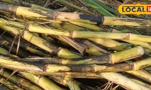 गन्ने में आखिर कैसे आती है मिठास? एक्सपर्ट से जानिए इसके पीछे छुपा साइंस