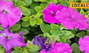 बसंत आते ही गार्डन को बनाना है रंग-बिरंगा? लगाएं ये खूबसूरत फूलों वाले पौधे