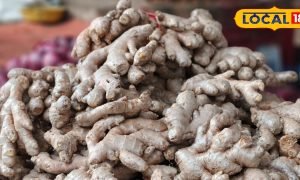 क्या आप रोज खाते हैं अदरक? जानिए इसके बड़े फायदे और ज्यादा खाने के नुकसान