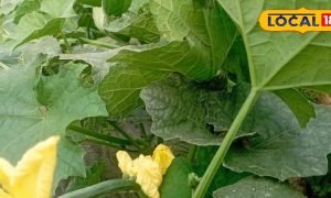 सिर्फ 50 दिन में तैयार! पूसा सुप्रिया किस्म से किसान ले सकते हैं बंपर पैदावार