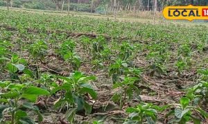 गेहूं काटने के बाद खाली पड़े खेतों में लगा दें मेंथा, कृषि एक्सपर्ट से जानें तरीका