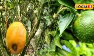न संतरा और न मौसमी फल, ये है कमाल का नींबू, गमले में लगाएंगे तो भर जाएगी डालियां