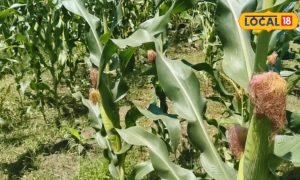 Agriculture: कैसे 1 एकड़ में मक्का उगाकर किसान कमा रहे ₹80 से ₹90 हजार तक मुनाफा?