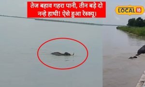 बहराइचः गेरुआ नदी के तेज बहाव गहरे पानी में फंसा हाथियों का कुनबा, ऐसे बंची जान