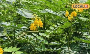 कब्ज हो या पेट फूलना…सभी दिक्कतों को दूर करेगा सनाय का पौधा, बस जान लें इस्तेमाल