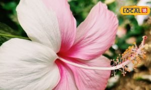 Monsoon Gardening : मानसून में बढ़ी गुड़हल की मांग, क्यों मची खरीदने की ऐसी होड़?