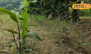 1 चीज में 2-2 फ्लेवर…अदरक देगा नींबू का स्वाद, मुरादाबाद में उगाया जा रहा