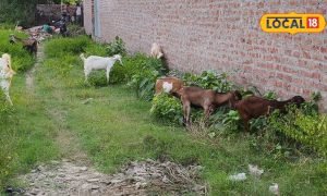 बरबरी या जमुनापारी, गोंडा के लिए किस बकरी का पालन बेस्ट? आप न करना ये गलती