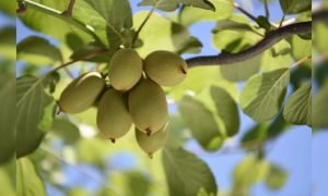 कीवी की खेती से लाखों रुपये कमाने का मौका! सरकार ने उठाएं कई बड़े कदम