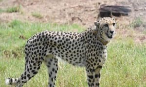 साउथ अफ्रीका से लाए चीतों ने बढ़ाई सरकार की मुश्किल! अब गांधी सागर होगा नया आशियाना