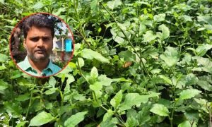 पेट खराब हो या नहीं लगती हो भूख, काम आएगी चित्रक की जड़, गोंडा के वैद्य से जानिए