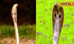 Tips And Tricks: सर्दियों में सांपों से बचाव का आसान तरीका, जानें घर को सुरक्षित रखने का सस्ता और असरदार उपाय