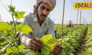 खीरे की फसल में झुलसा का अटैक? भूलकर भी न करें नजरअंदाज, ऐसे करें बचाव
