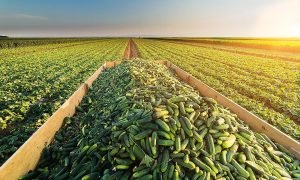 एक बार ₹1 लाख लगाकर शुरू कर दें ये कारोबार, हर महीने होगी ₹8 लाख तक की कमाई, सरकार करेगी आर्थिक मदद