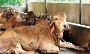 10 हजार में शुरू करें ये कारोबार, मंदी का भी नहीं पड़ेगा असर! हर महीने होगी 1 लाख की कमाई, सरकार देगी 25% सब्सिडी