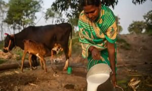 10 हजार रुपये में शुरू करें ये कारोबार, हर महीने होगी ₹1 लाख की कमाई, सरकार देगी 2.5 लाख की सब्सिडी