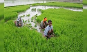 इंटीग्रेटेड फार्मिंग: छोटे से खेत में भी कमा सकते हैं लाखों रुपये, जानिए इसके बारे में सबकुछ