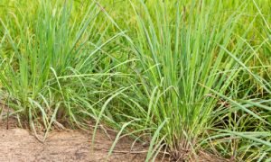 जेब से सिर्फ ₹20 हजार लगाकर शुरू करें घास का कारोबार, ₹4 लाख तक होगी कमाई, सरकार दे रही सब्सिडी