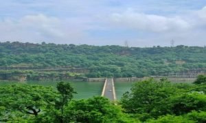 जानवरों के लिए पसंदीदा क्षेत्र बना गांधी सागर, अब चीते भी आएंगे नजर