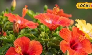 सर्दियों में गुड़हल के पौधे में नहीं आ रही कलियां? DAP मिलाकर छिड़क दें ये जादुई घोल, खिलेंगे ढेरों फूल