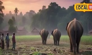 साल बदलते ही पीलीभीत के किसानों के लिए टला ये बड़ा खतरा, वन विभाग ने भी ली चैन की सांस