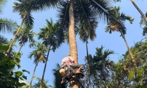 ‘बाइक’ से ऊंचे-ऊंचे पेड़ पर चढ़ता है ये 51 साल का शख्स, घूमता है 360 डिग्री, आनंद महिंद्रा भी फैन