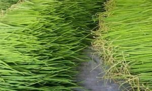 ₹10 हजार लगाकर शुरू करें ये काम, हर महीने होगी ₹2 लाख से अधिक की कमाई, जानें क्या करना होगा?