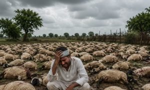 सो रही थीं 200 भेड़, तभी घुस गए बाड़े में खुंखार कुत्ते,110 को जिंदा नोच खाया