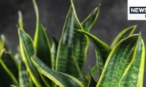 गर्मी में जादू है ये पौधा, घटा देगा घर का तापमान, उमस का है दुश्‍मन, एक बार लगाकर कई साल के लिए हो जाएं फ्री