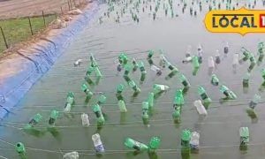 Profitable Farming: मछली पालन नहीं, रिटायर्ड फौजी ने तालाब से शुरू किया ये खास बिजनेस, किसान भी सीख रहे नया मॉडल